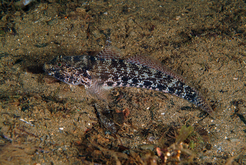 Gobius incognitus